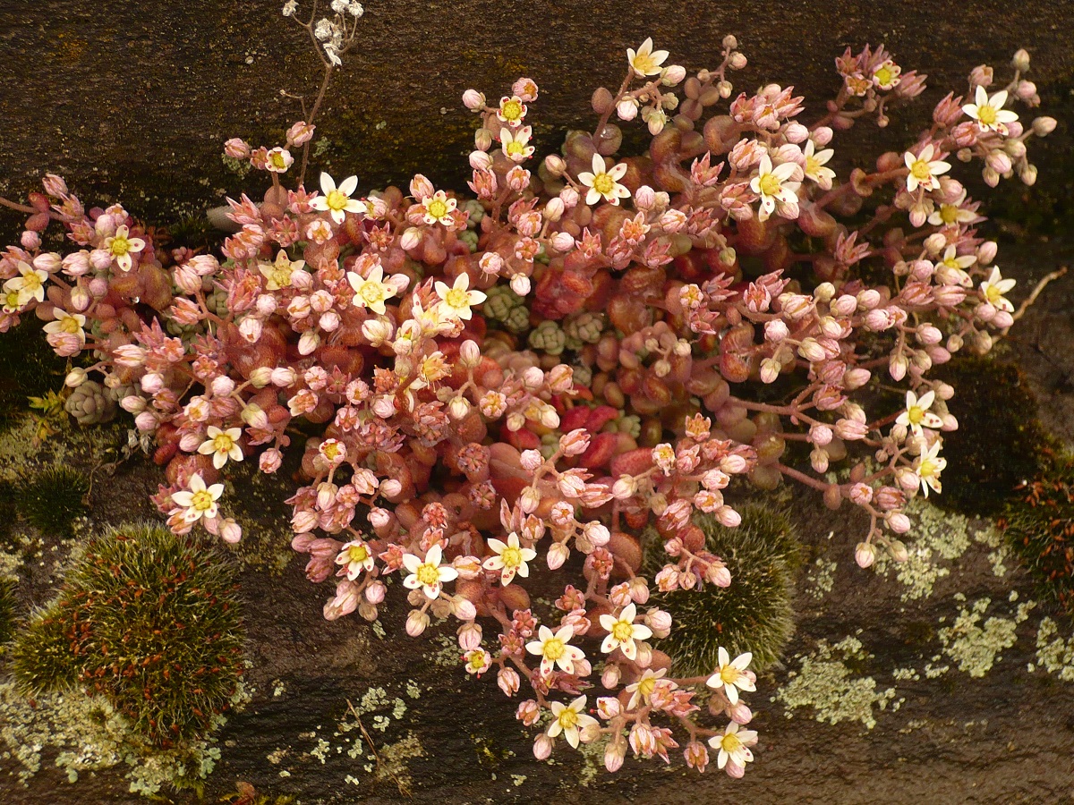Sedum dasyphyllum (Crassulaceae)